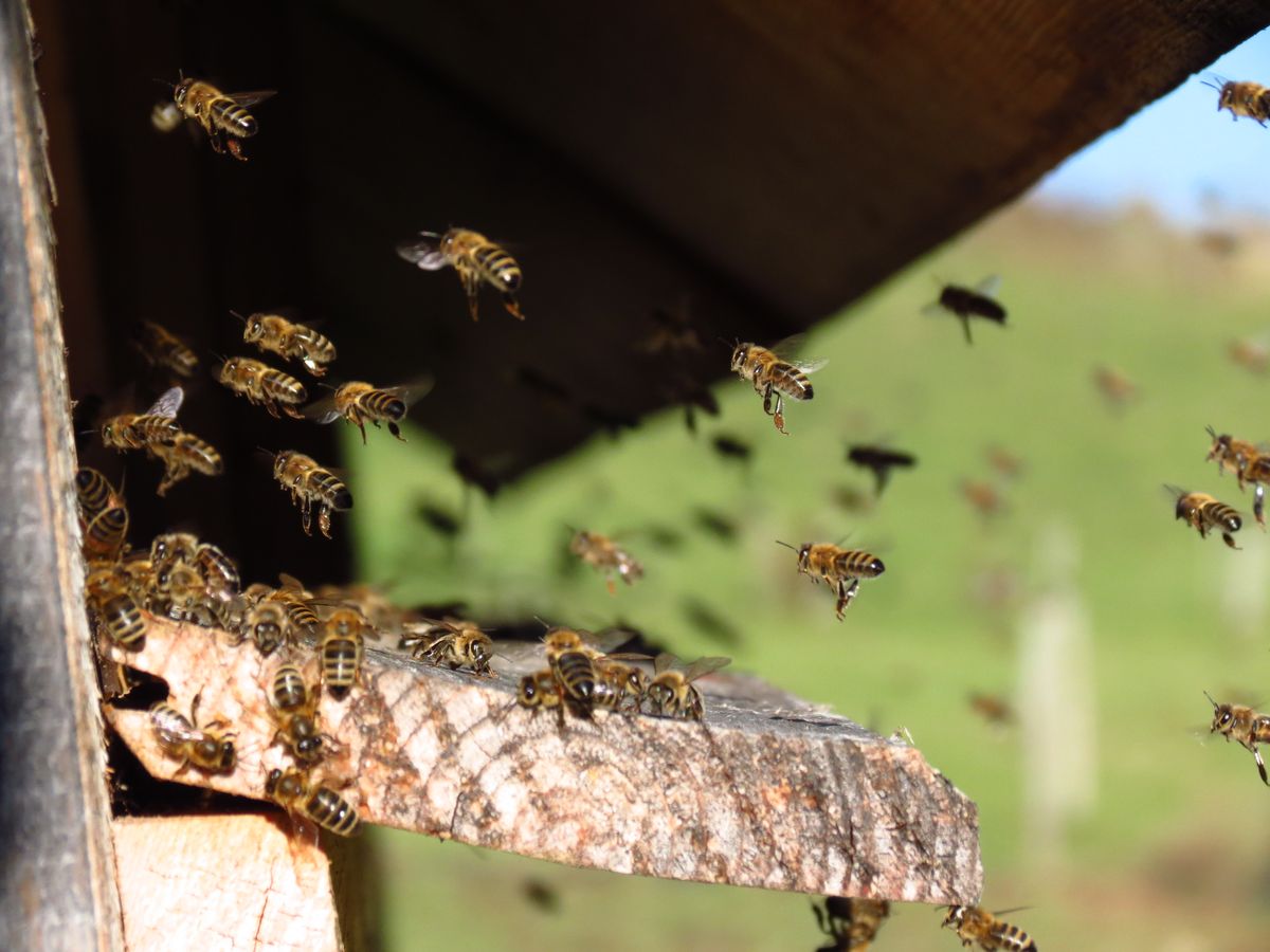 Bienen im Anflug