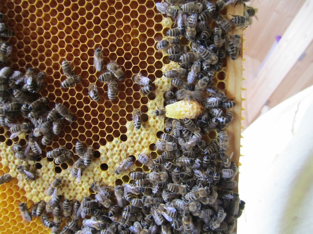 Bienenwabe