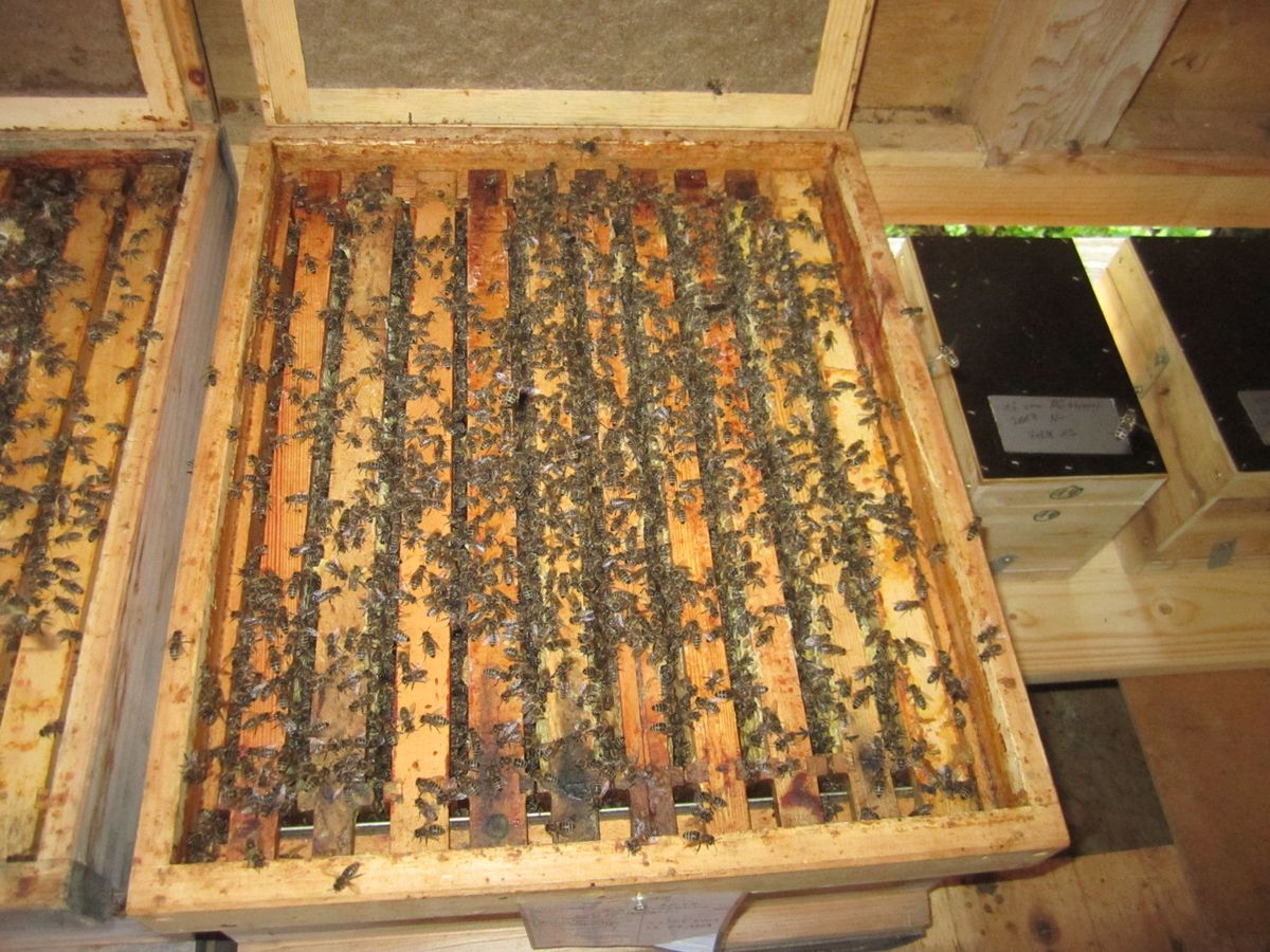 Bienenvolk im Brutraum